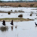 Purple Swamphen (Porphyrio porphyrio) ballet