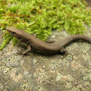 Tyrrheense kielhagedis (Algyroides fitzingeri)