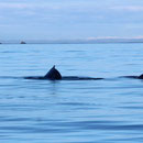 Humpback Whales (Megaptera novaeangliae)