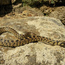 Trapslang (Rhinechis scalaris) juveniel