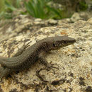 Danford's Lizard (Anatololacerta danfordi)