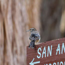 Cactus Wren (Campylorhynchus brunneicapillus)