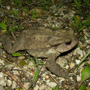 Common Toad (Bufo bufo)