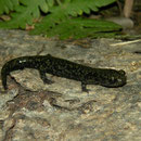 Black Salamander (Aneides flavipunctatus) juvenile