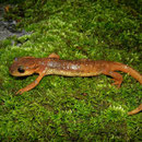Yehudah's salamander (Lyciasalamandra yehudahi)