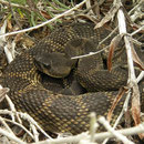 Northern Pacific Rattlesnake (Crotalus oreganus)
