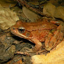 Northern Red-legged Frog (Rana aurora)