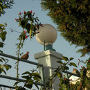 Laughing Doves (Spilopelia senegalensis) in our hotel garden.
