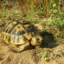 Moorse landschildpad (Testudo graeca nabeulensis)