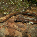 California Slender Salamander (Batrachoseps attenuatus) 