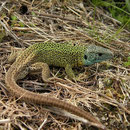 Iberische smaragdhagedis (Lacerta schreiberi) mannetje