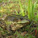 Meerkikker (Pelophylax ridibundus)