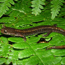 Western Redback Salamander (Plethodon vehiculum)