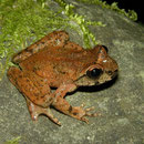 Coastal Tailed Frog (Ascaphus truei)