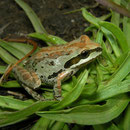 Sierran Treefrog (Pseudacris sierra) 