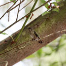 Anna's Hummingbird (Calypte anna)