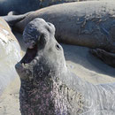 Northern Elephant Seals (Mirounga angustirostris)