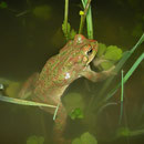 Green Toad (Bufo viridis), nicely coloured male