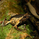 painted forest toadlet (Engystomops petersi)