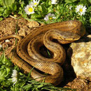Algerian False Smooth Snake (Macroprotodon cucullatus) 