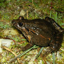 Iberische schijftongkikker (Discoglossus galganoi)