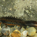 Danube Crested Newt (Triturus dobrogicus) male