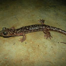 Sette Fratelli grottensalamander (Speleomantes sarrabussensis)