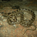 Catsnake (Telescopus fallax)