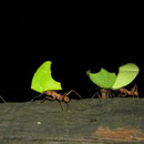 Leafcutter ants at work.