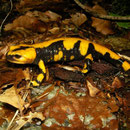 Fire Salamander (Salamandra salamandra gigliolii)
