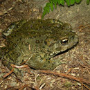 Western Toad (Anaxyrus boreas)