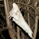 Creepy skull in salamander woods © Laura Tiemann