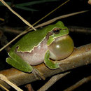 Boomkikker (Hyla arborea) roepend mannetje