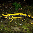 Vuursalamander (Salamandra salamandra bejerae x fastuosa)