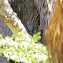 Great Horned Owl (Bubo virginianus)