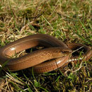 Hazelworm (Anguis fragilis)