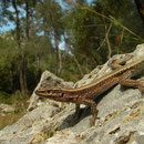 Oertzen's Rock Lizard (Anatololacerta oertzeni)