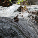 Canyon Wrens (Catherpes mexicanus)