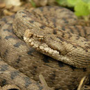 Aspisadder (Vipera aspis)