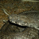 Blunt-nosed Viper (Macrovipera lebetina schweizeri)