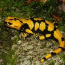 Fire Salamander (Salamandra salamandra gigliolii)