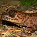 California Giant Salamander (Dicamptodon ensatus)