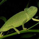 Mediterranean Chameleon (Chamaeleo chamaeleon)