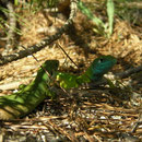 Eastern green lizard couple sitting in the shade.