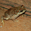 Red-spotted Toad (Anaxyrus punctatus)