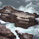 Murres nesting on the cliffs.