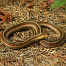 Common Gartersnake (Thamnophis sirtalis fitchi)