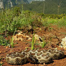 Zandadder (Vipera ammodytes) met Olympos op de achtergrond.
