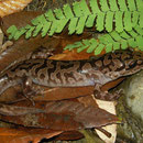 Pacific Giant Salamander (Dicamptodon tenebrosus) 