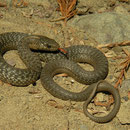 Aquatic Gartersnake (Thamnophis atratus)